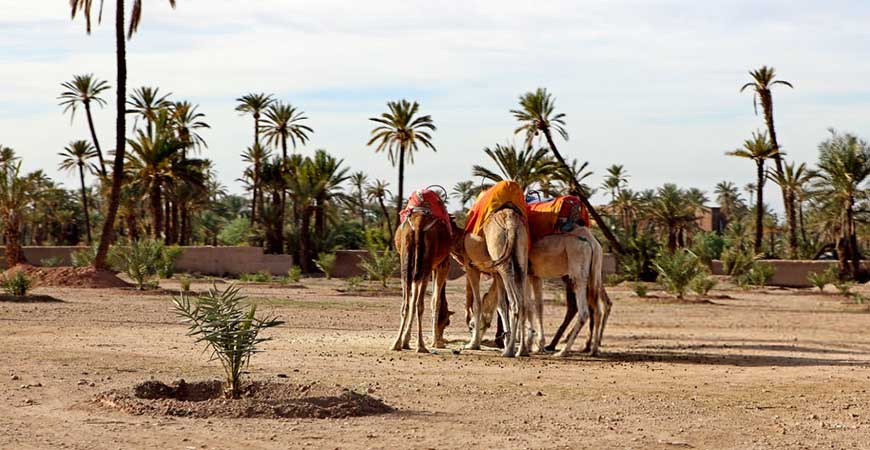 Marrakech Camel Ride